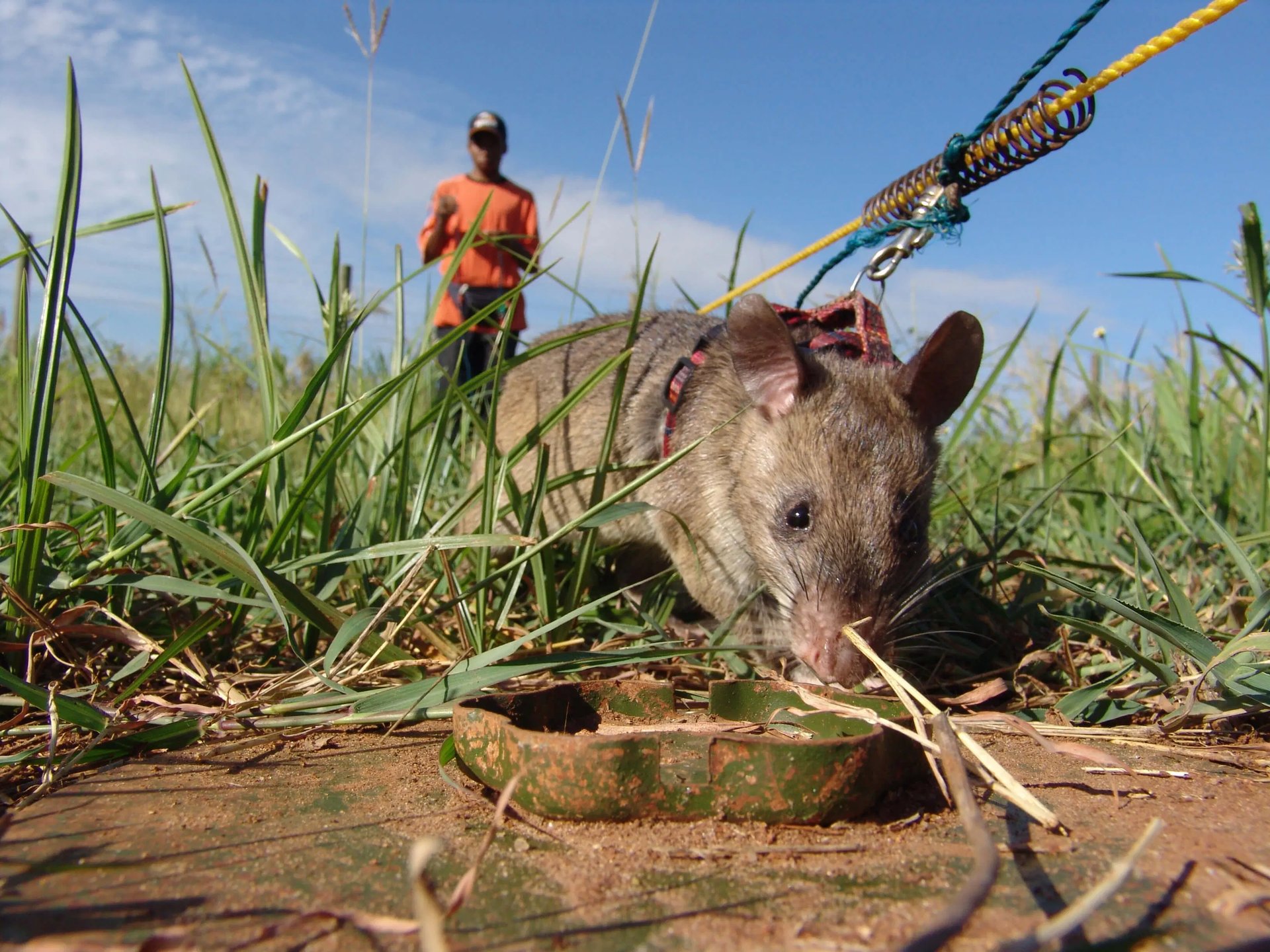 Apopo mine-sweeping rat: they are used to …