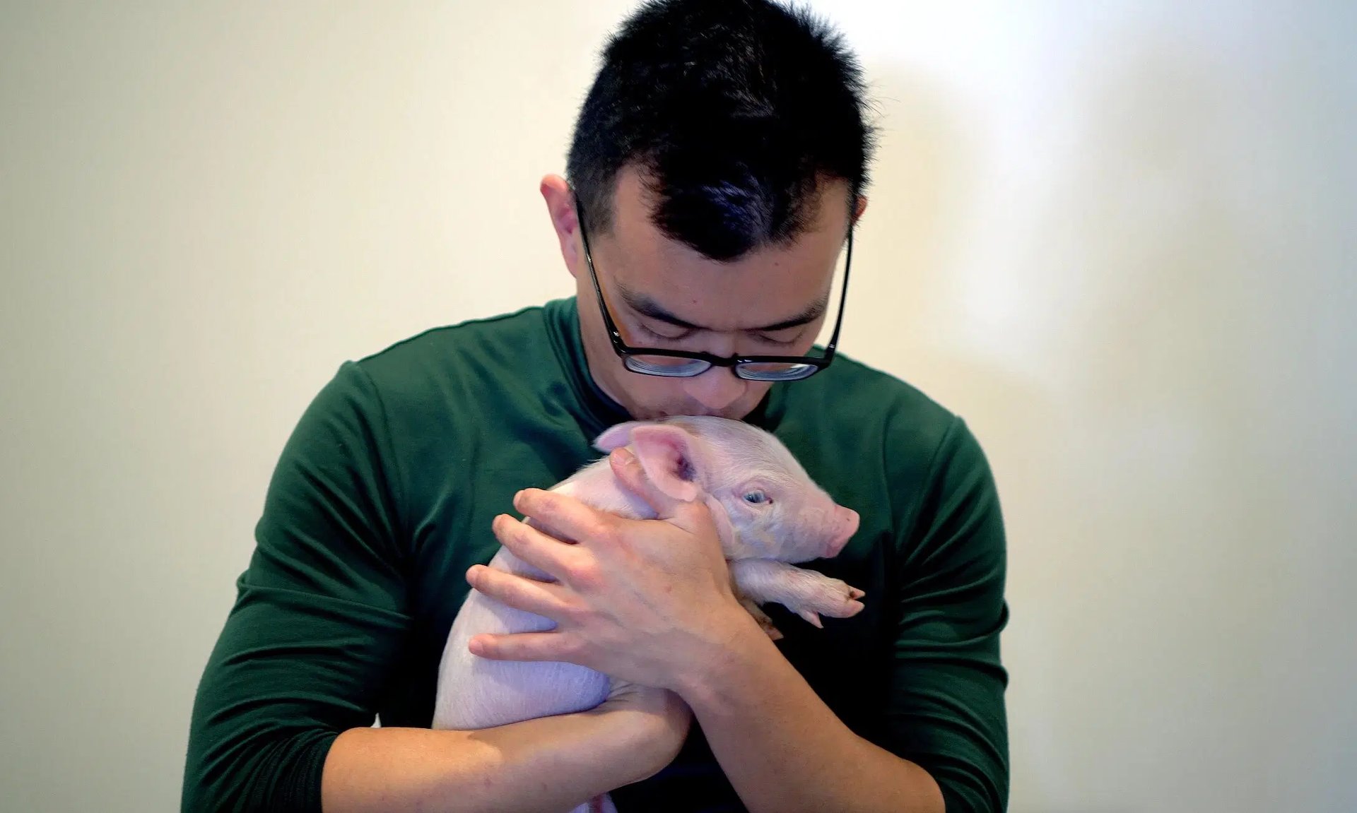 A piglet that was ill and close to death …