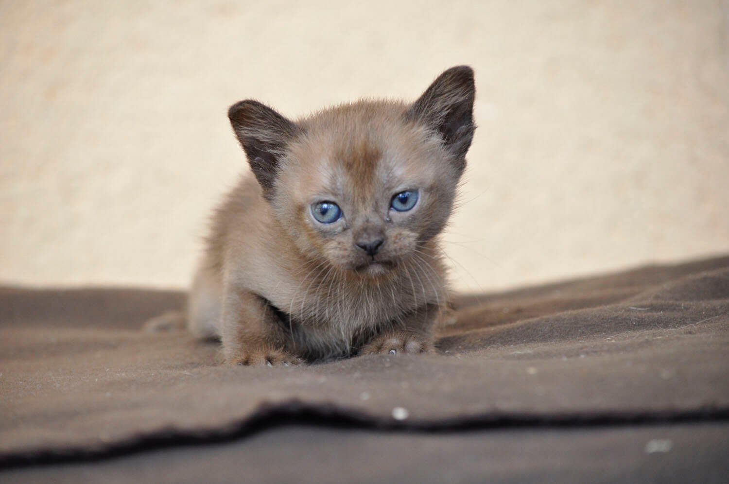 Archie at three weeks