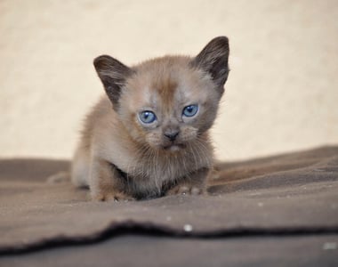 Archie at three weeks