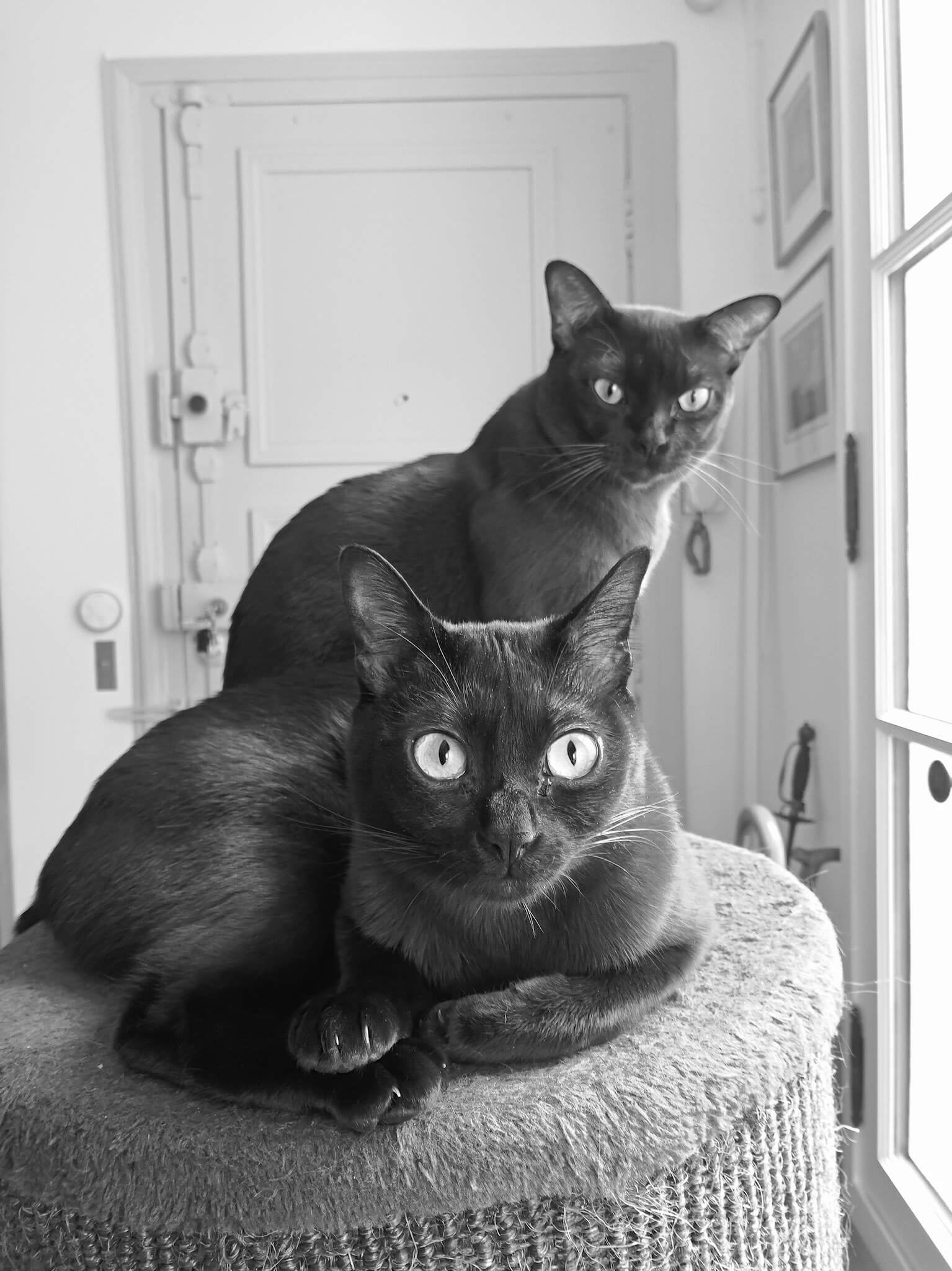 Cat tree pair