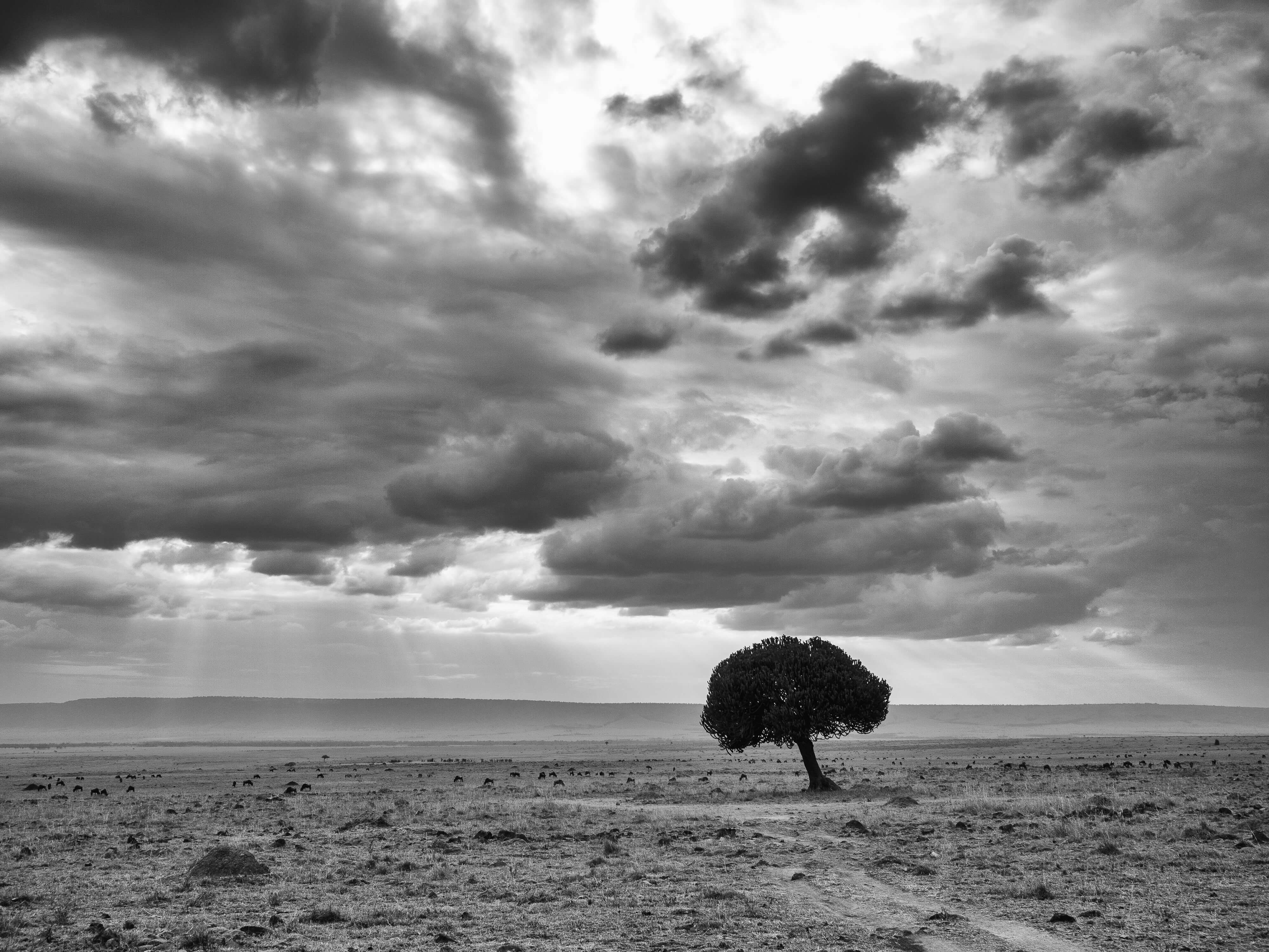 Masai Mara National Reserve