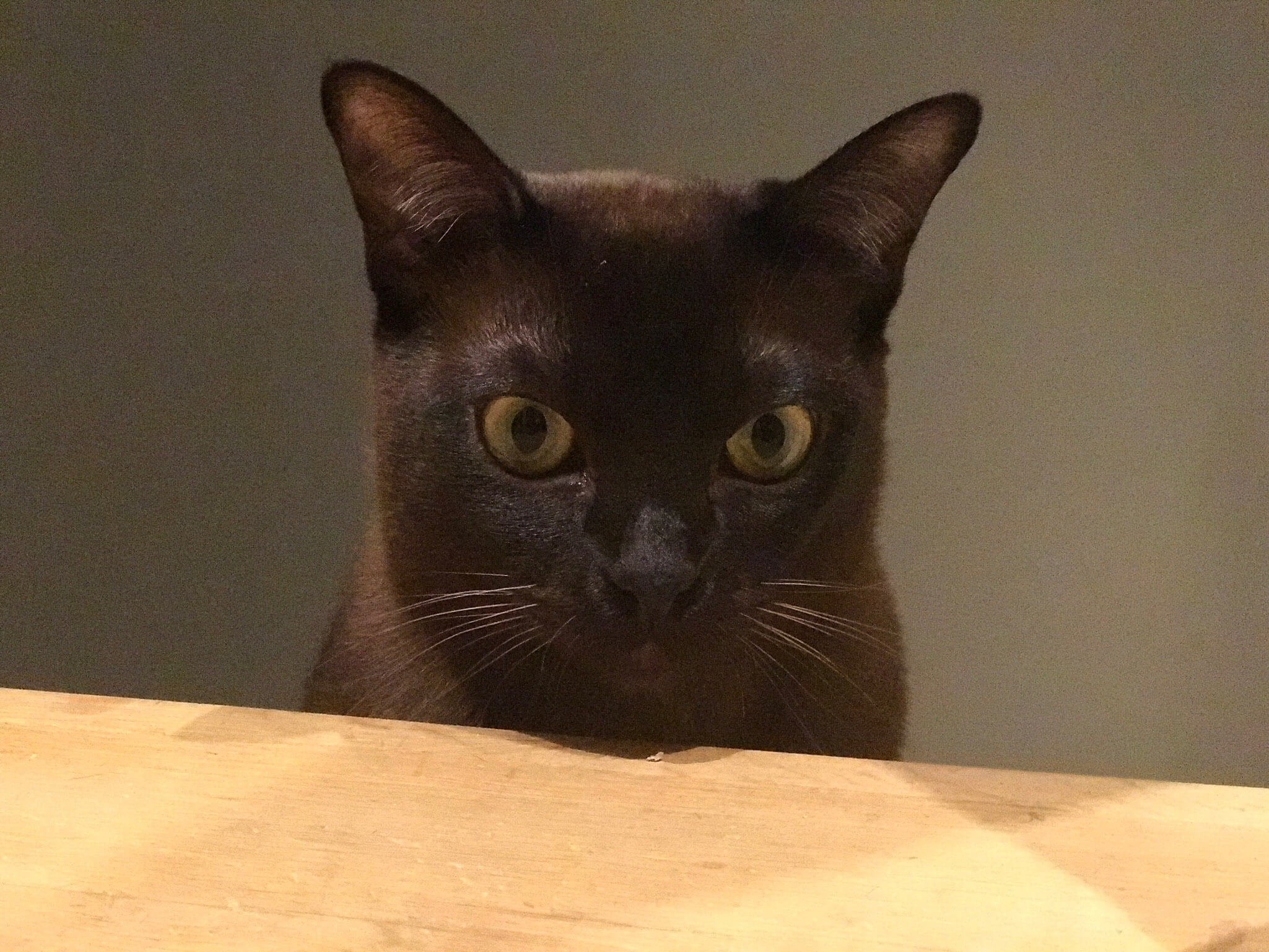 Pensive Burmese