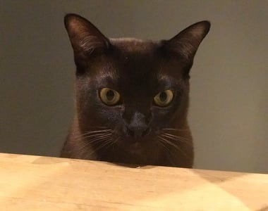 Pensive Burmese